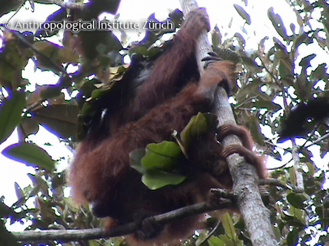 orangutan umbrella