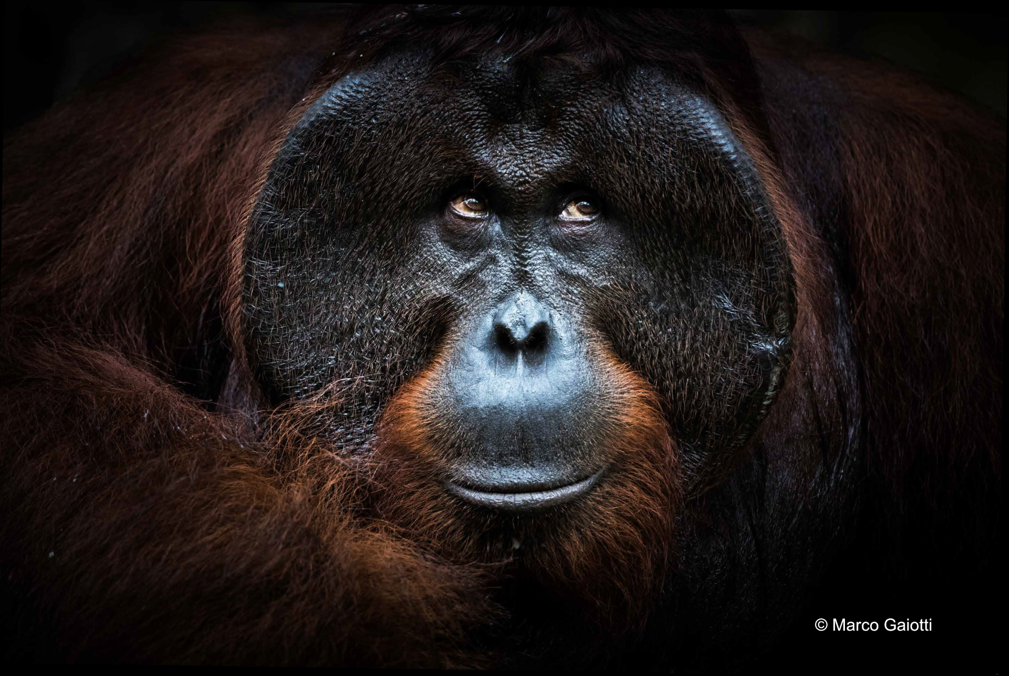 Orang Utan 1