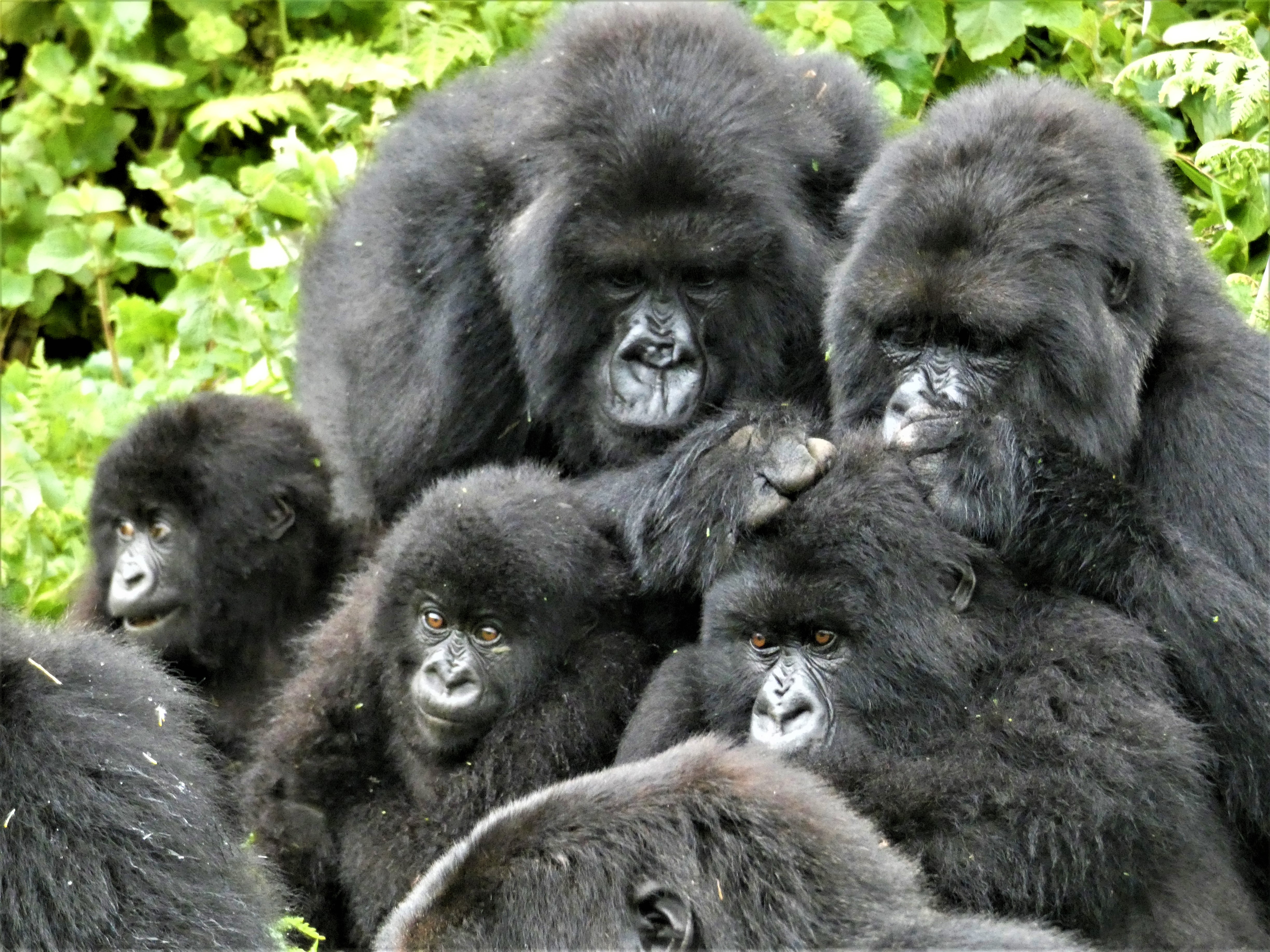 Gorillas