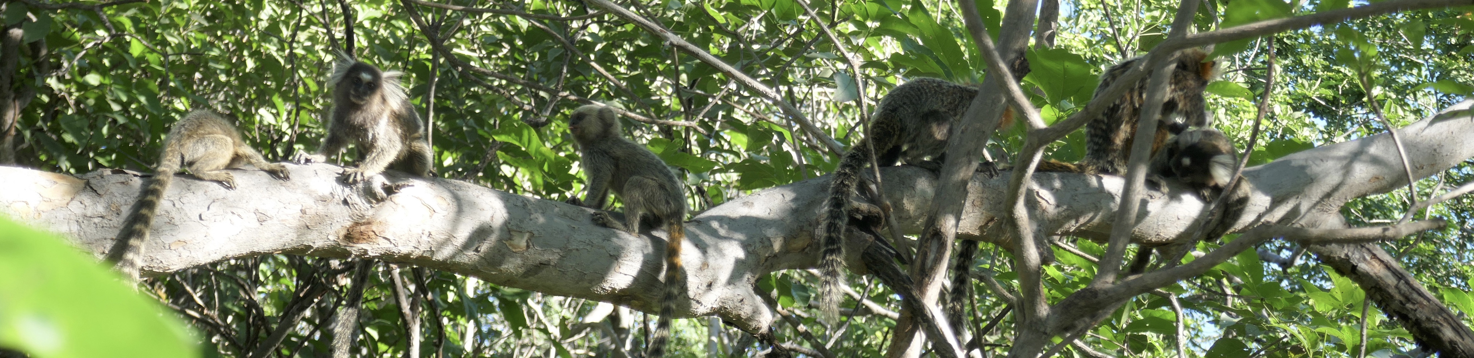 Callithrix jacchus group
