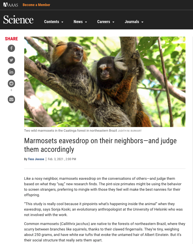 Marmosets eavesdrop on their neighbors