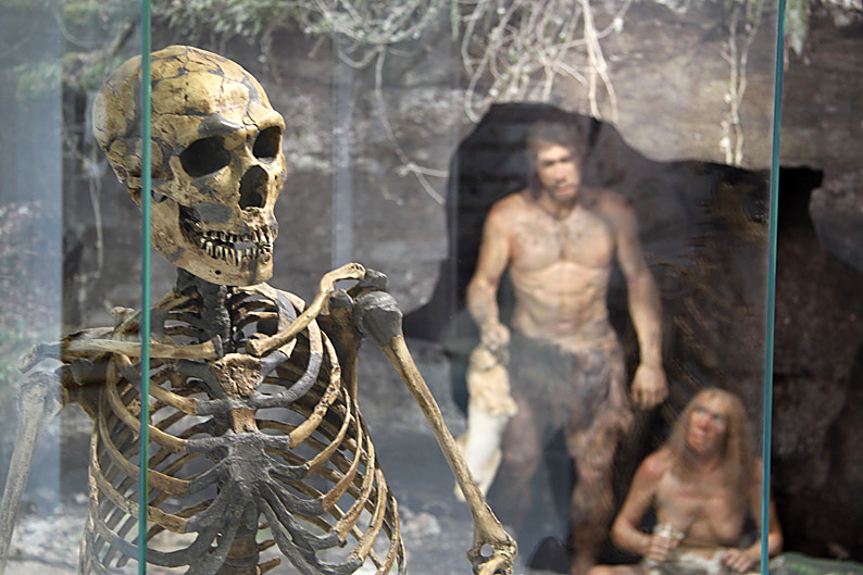 Homo neandertalensis